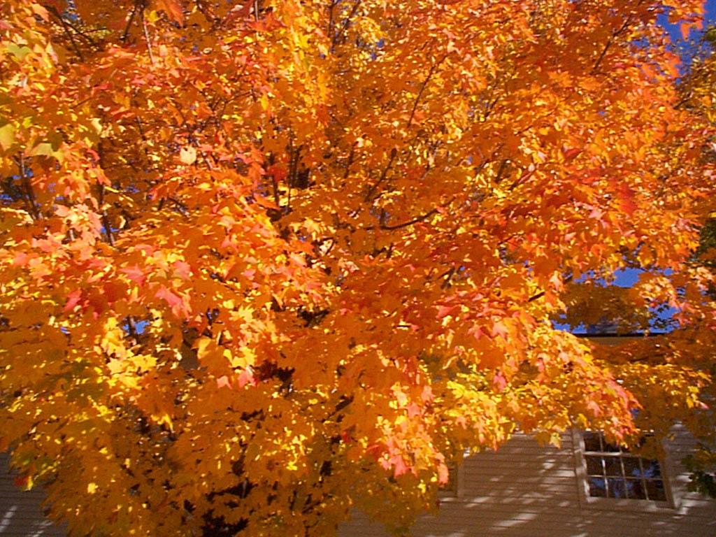 Autumn