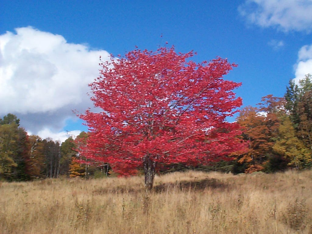 Red Tree