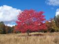 Red Tree