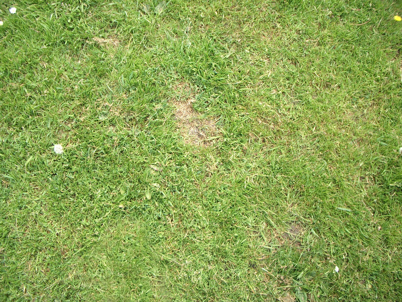 Peaceful Grass