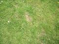 Peaceful Grass