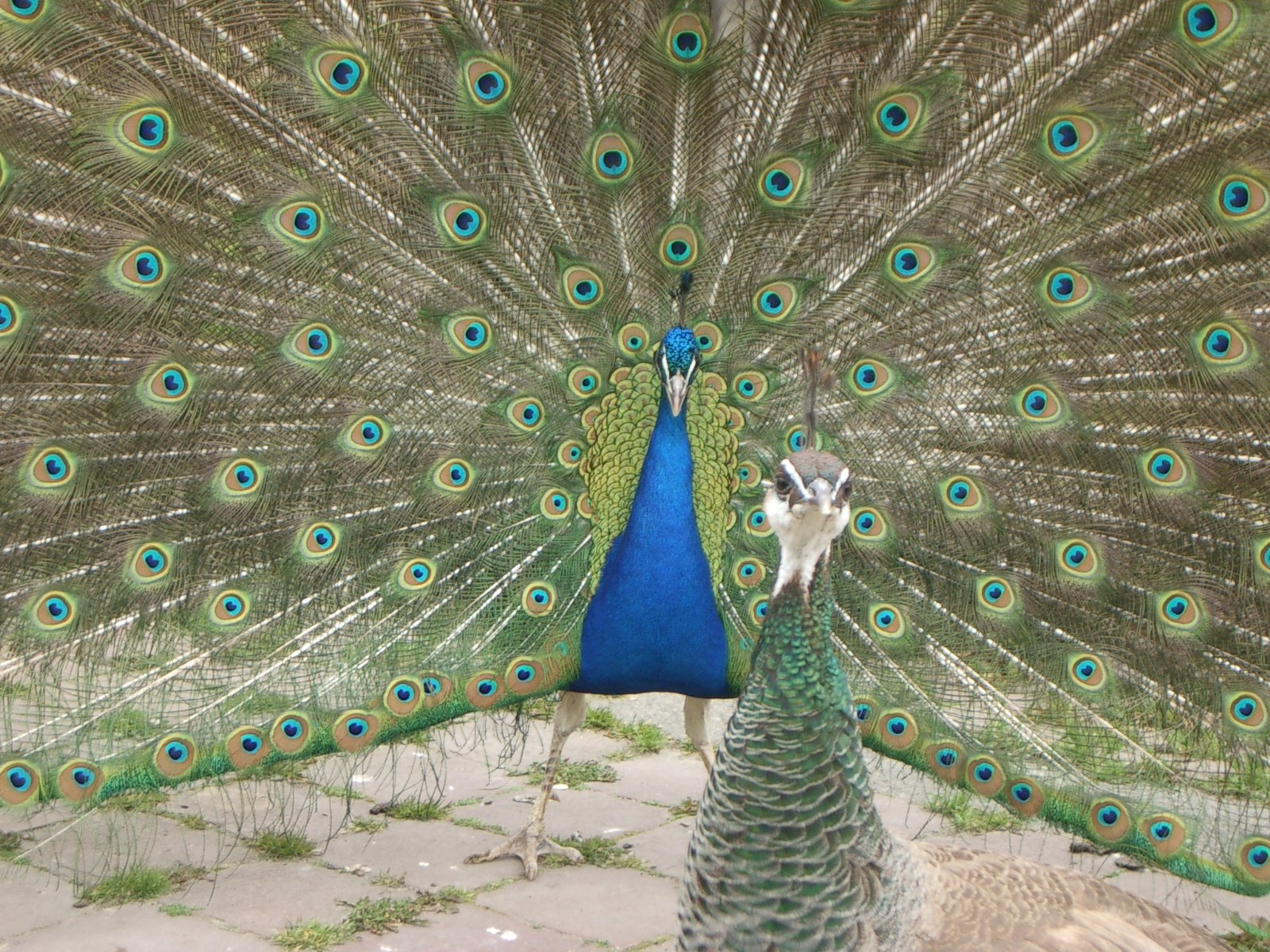 Peacock not impressing Female