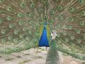 Peacock not impressing Female