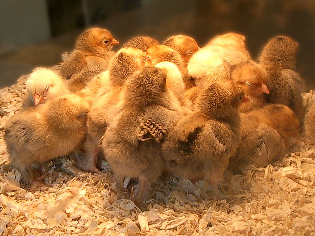 Group of Chicks