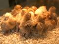 Group of Chicks