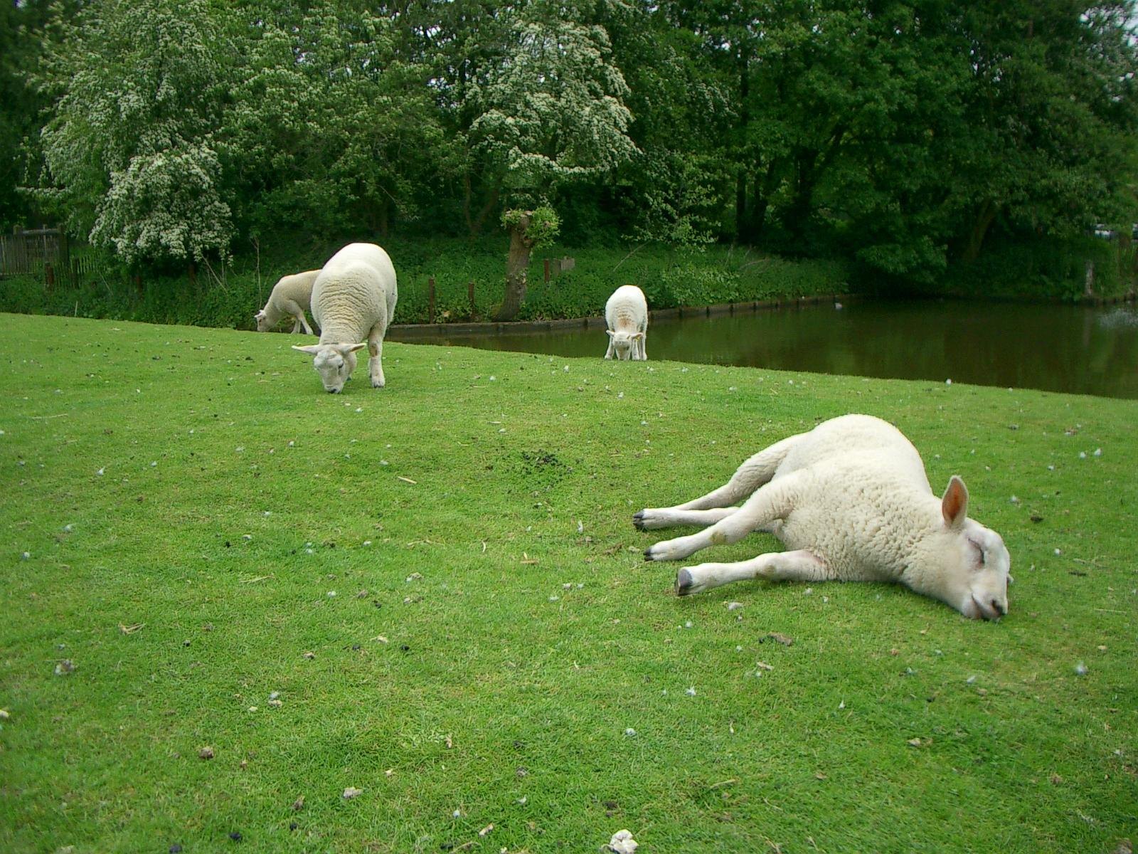 Sheep having fun