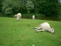Sheep having fun