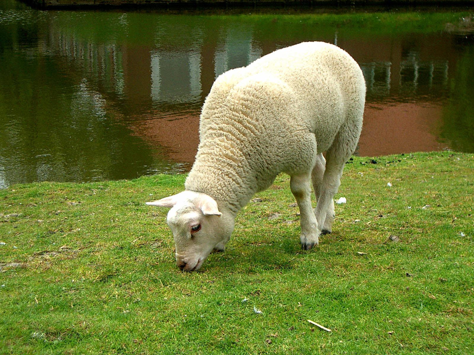 Grazing sheep