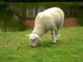 Grazing sheep