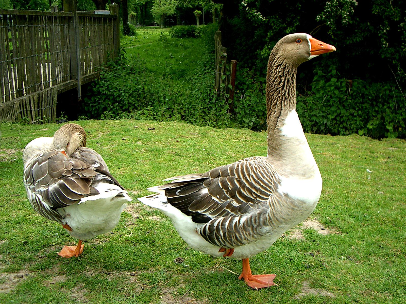 Geese