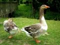 Geese