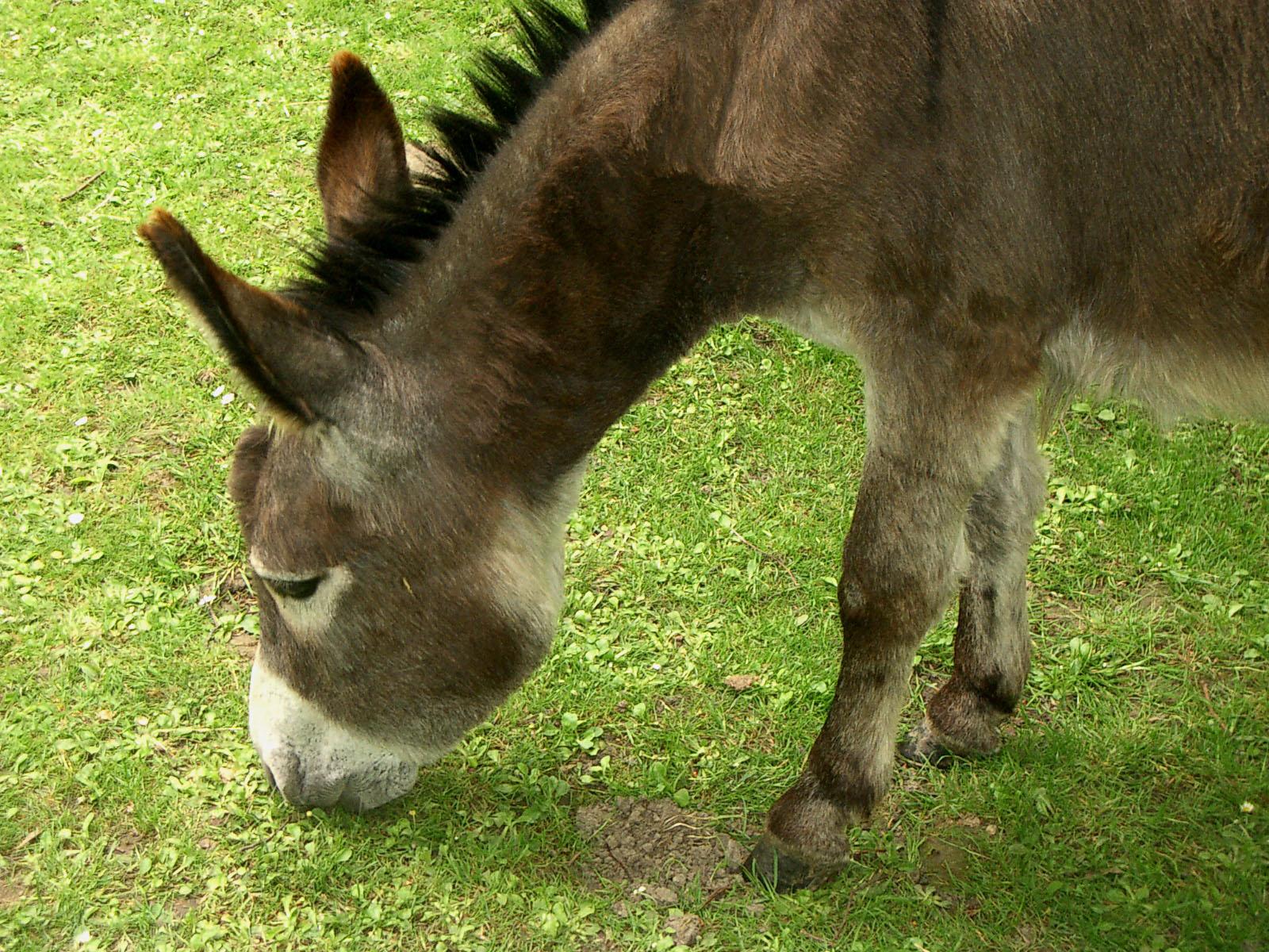 Donkey