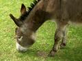 Donkey