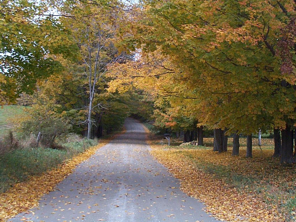 Lonely Road