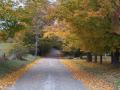 Lonely Road