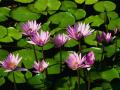 Cool flowers