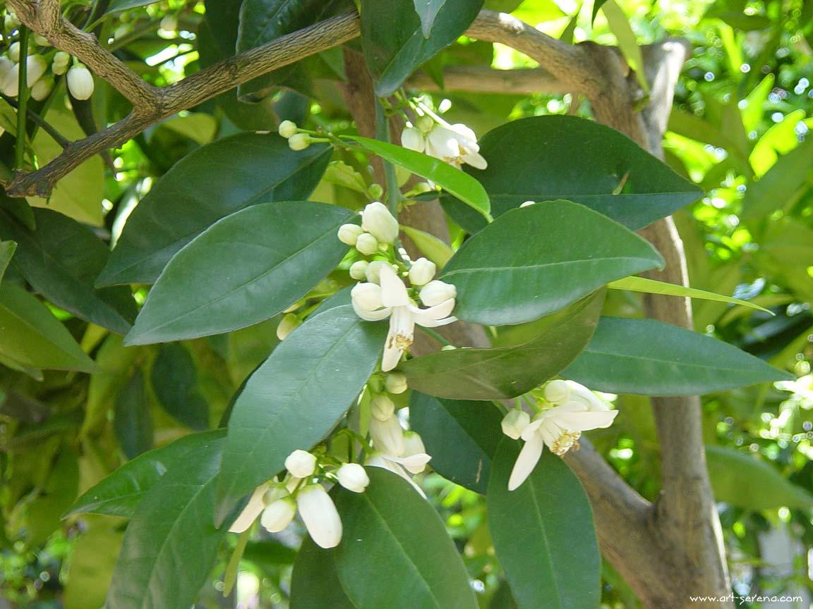 orange blossoms