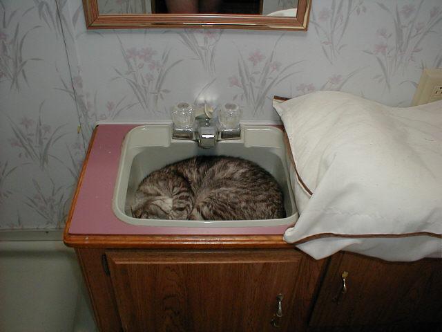 Cat In Sink