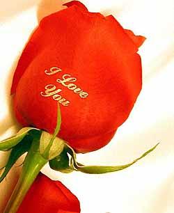 rose