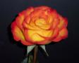 Orange Rose