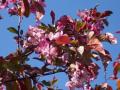 Apple blossoms