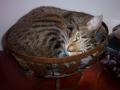 Cat in bowl
