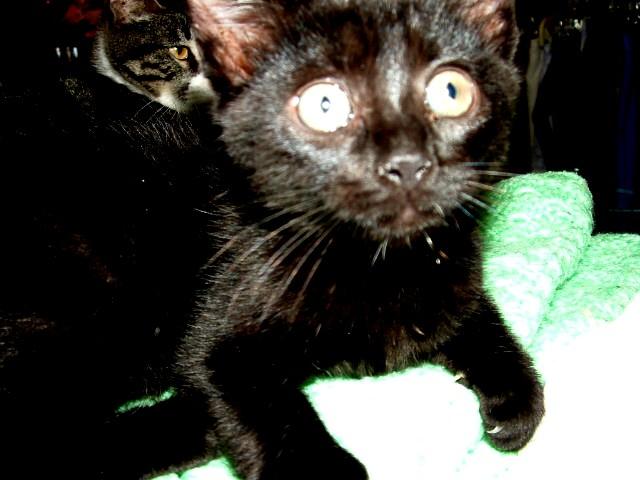 Black Kitty