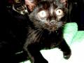 Black Kitty