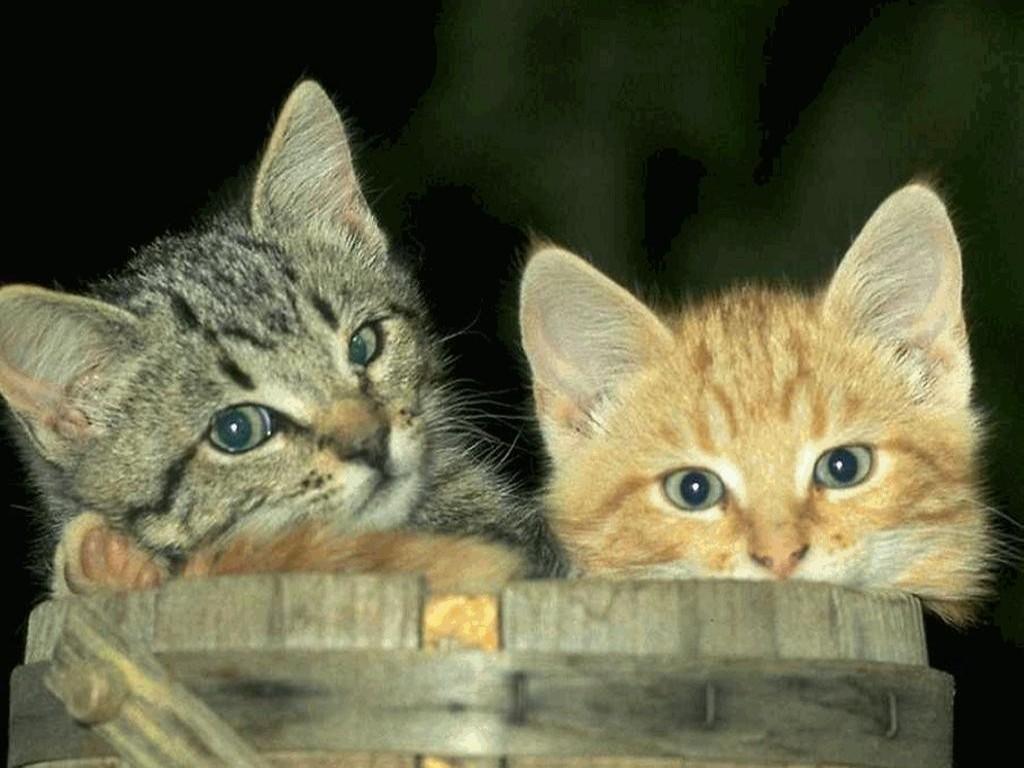 Kittens in a bucket