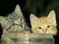 Kittens in a bucket