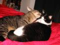 Cats on a bed