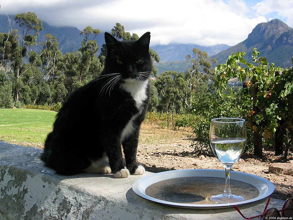 Cats Buffet