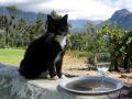 Cats Buffet