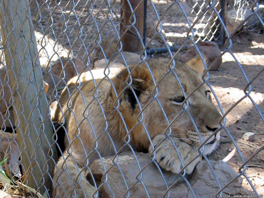 Lion in a cage