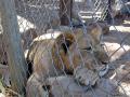 Lion in a cage