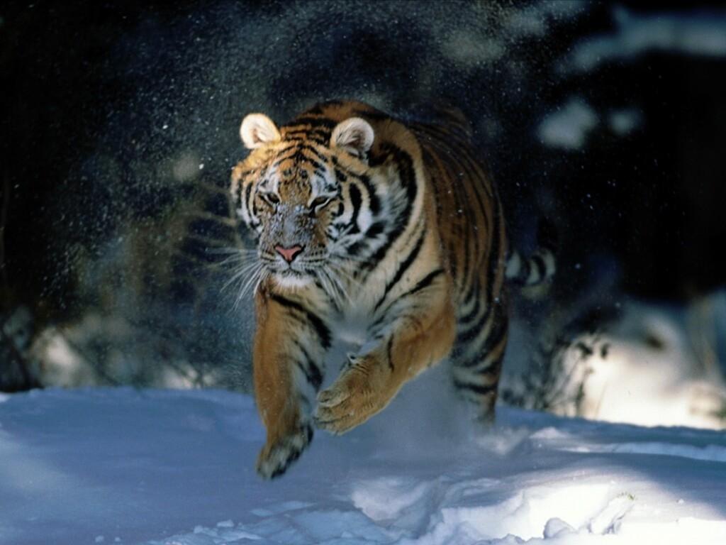 Tiger Pouncing