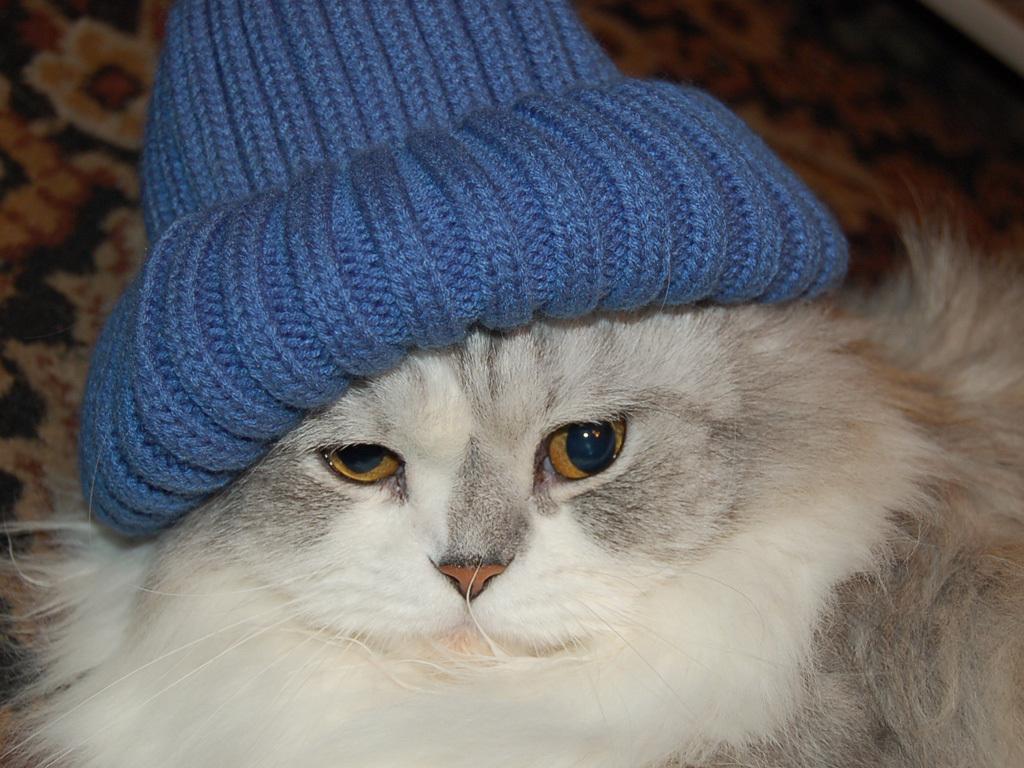 Cat with Blue Hat