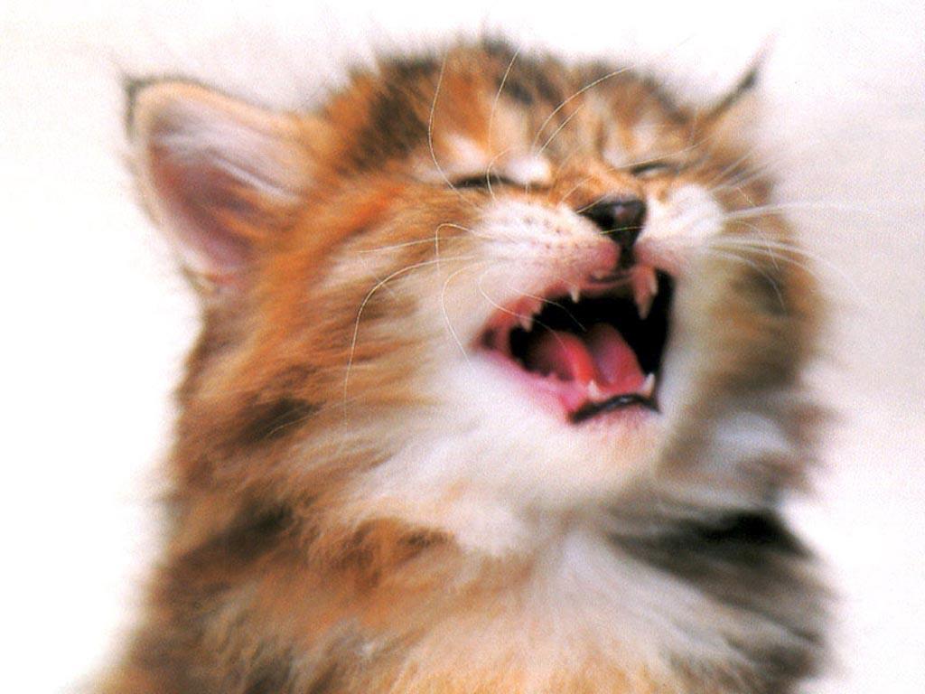 Kitten Crying