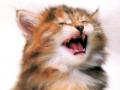 Kitten Crying