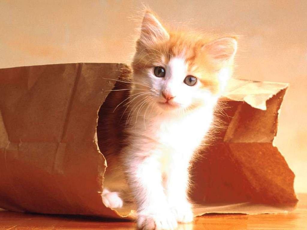 Kitten In A Tiny Bag