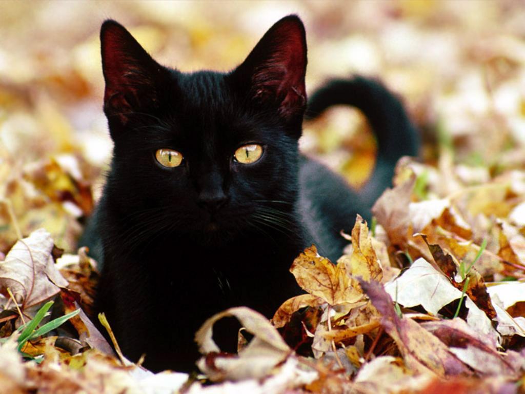 Cat Outside In Leaves