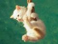 Kitten Hanging From A Rope