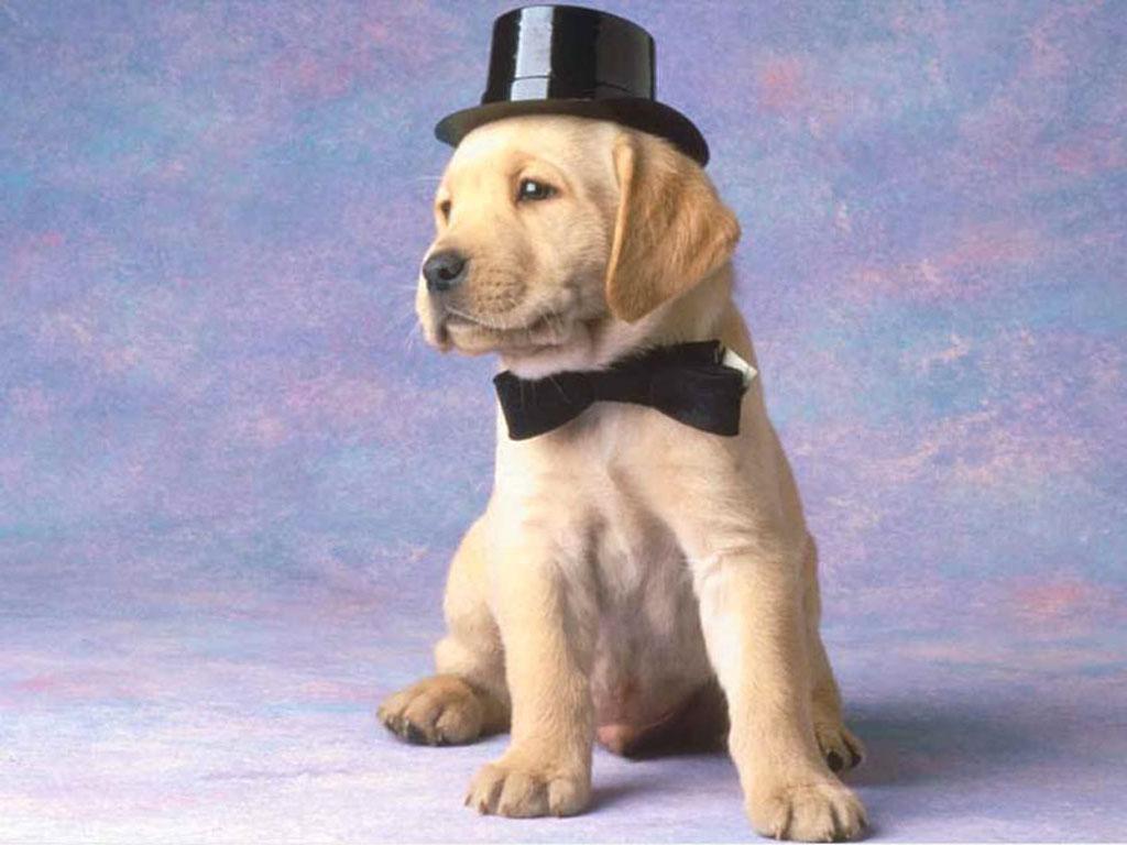Puppy in a suit