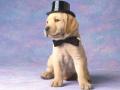 Puppy in a suit