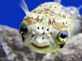 Pufferfish
