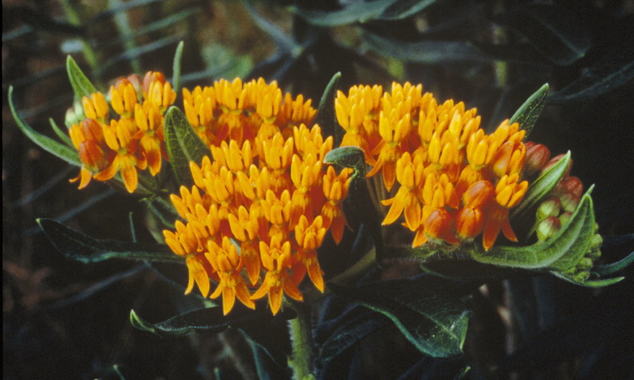 Butterfly Weed