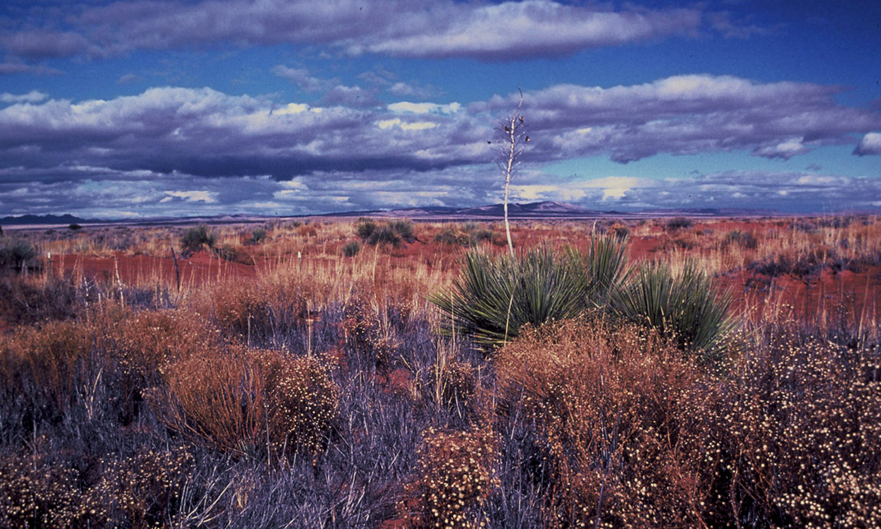 Desert Beauty
