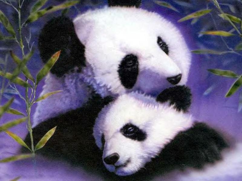 panda n cub