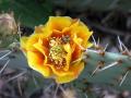 Cactus Flower