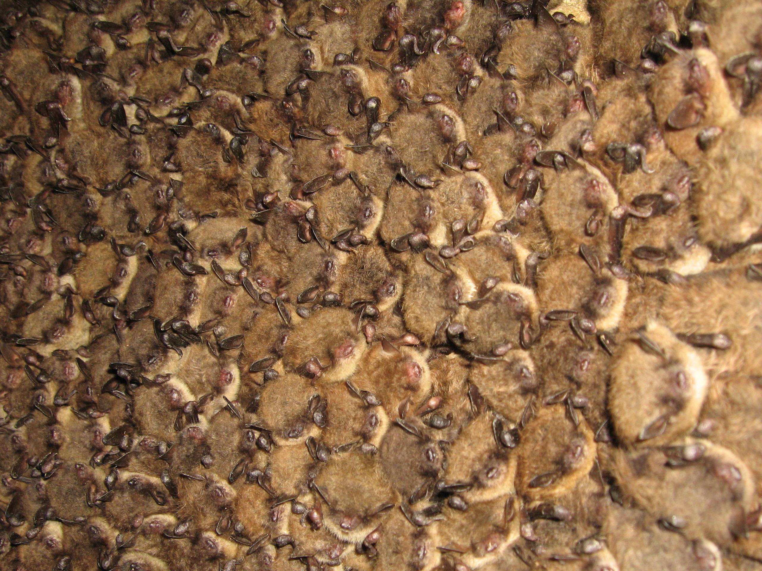 brown bat colony
